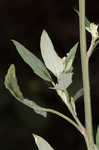 Lambsquarters